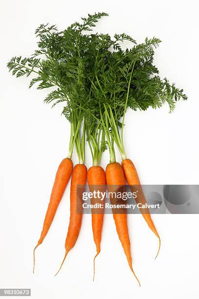 five fresh organic carrots with green tops. - carrot foto e immagini stock