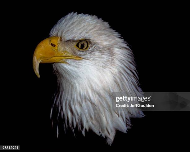 soon eagle - jeff goulden stockfoto's en -beelden