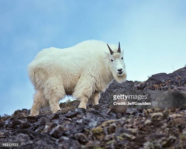 mountain goat - jeff goulden stock pictures, royalty-free photos & images