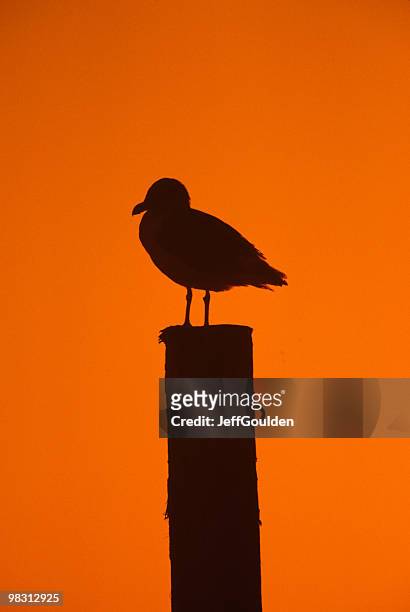 western gull on a piling - jeff goulden stock pictures, royalty-free photos & images
