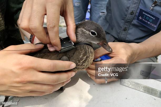Experts apply identification rings and GPS devices to a mandarin duck in West Lake to get real-time information about mandarin ducks' scope of...