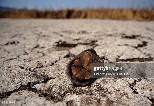 Burned tortoise shell is seen during a forest fire at the National Palo Verde Park on April 7, 2010 in Guanacaste, some 220 kilometers northeast from...