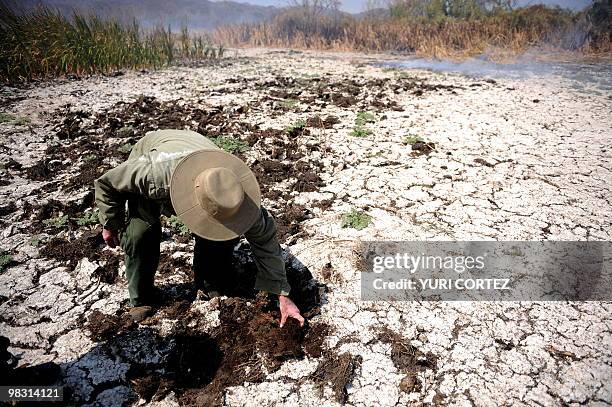 Fire fighter checks the area burned by a forest fire at the National Palo Verde Park on April 7, 2010 in Guanacaste, some 220 kilometers northeast...