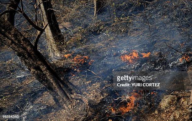 Burned trees are seen after a forest fire at the National Palo Verde Park on April 7, 2010 in Guanacaste, some 220 kilometers northeast from San...