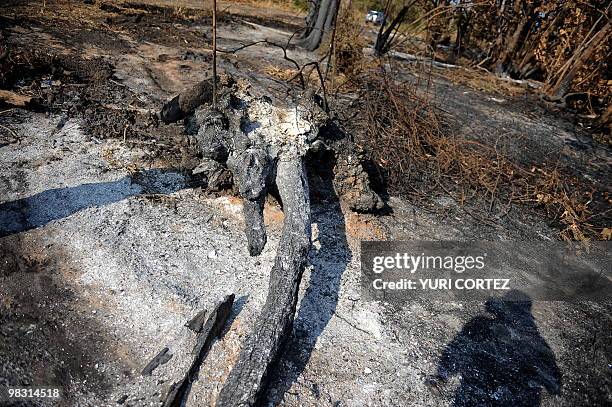 Tree burnt during a forest fire at the Palo Verde National Park on April 7, 2010 in Guanacaste, some 220 kilometers northeast from San Jose....