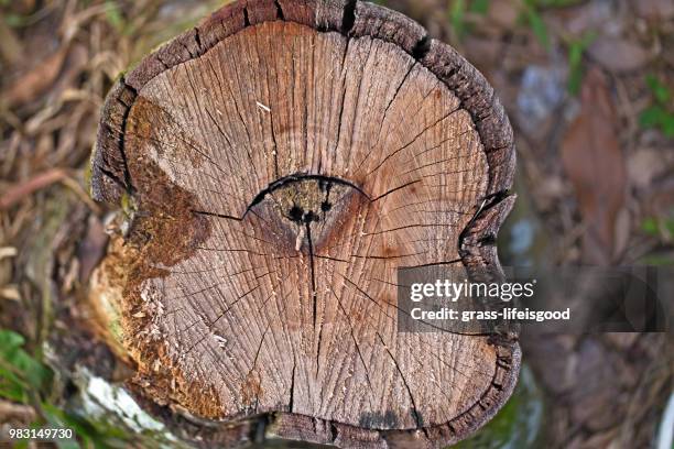 cross section of chopped down tree trunk - grass clearcut stock pictures, royalty-free photos & images