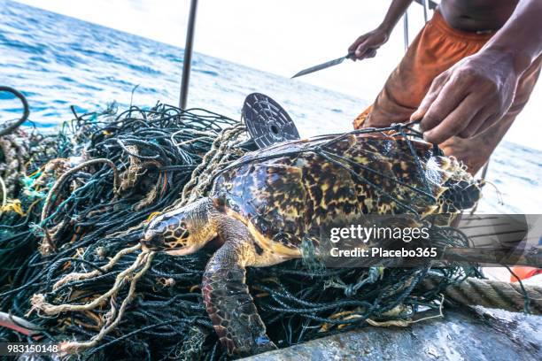 man met mes redden kritisch bedreigde zee karetschildpad verwarde geest net - red boot stockfoto's en -beelden