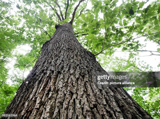 June 2018, Germany, Wegberg: A very old oak tree grows at the Schwalm-Nette nature park. The price of the raw material of oak wood is rapidly...