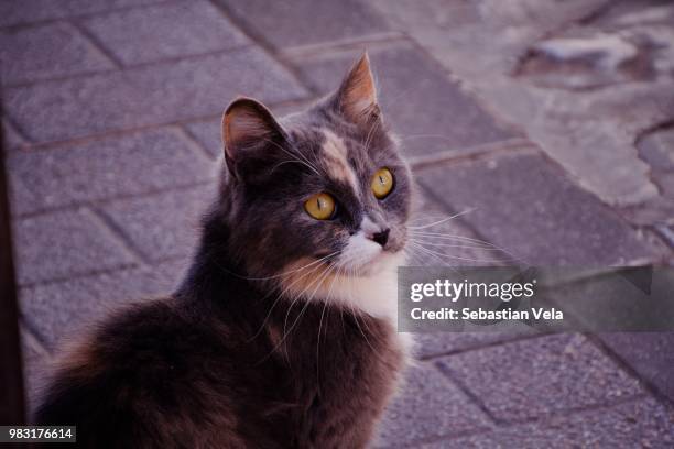 stray cat - sebastian grey stock-fotos und bilder