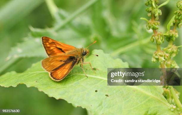 a beautiful large skipper butterfly (ochlodes sylvanus)  perching on a leaf. - hesperiidae stock pictures, royalty-free photos & images
