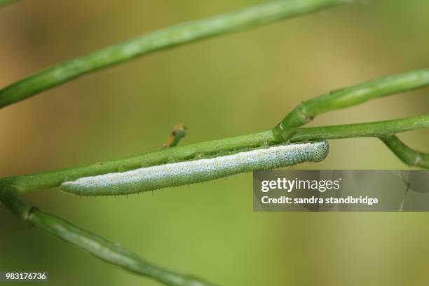 a pretty orange-tip butterfly caterpillar (anthocharis cardamines) feeding on a garlic mustard plant. - animal abdomen stock pictures, royalty-free photos & images