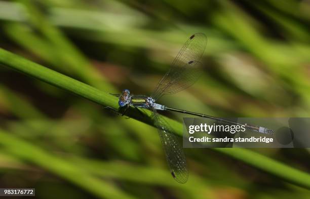 a pretty male emerald damselfly (lestes sponsa) perching on a reed at the edge of the water. - sponsa stock-fotos und bilder