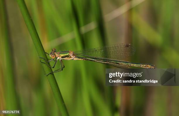 a beautiful female emerald damselfly (lestes sponsa) perching on a reed at the edge of the water. - sponsa stock-fotos und bilder