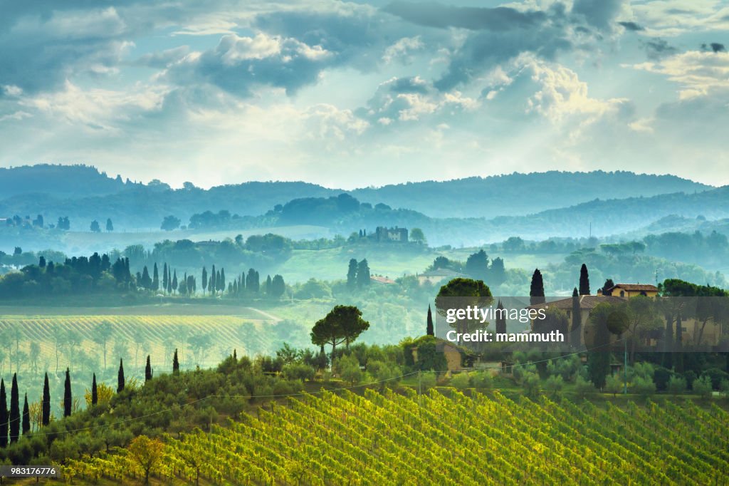Landscape with vineyard in Tuscany, Italy