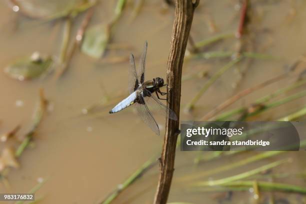 a stunning male broad-bodied chaser (libellula depressa) perching on a plant in the water. - libellulidae stock pictures, royalty-free photos & images