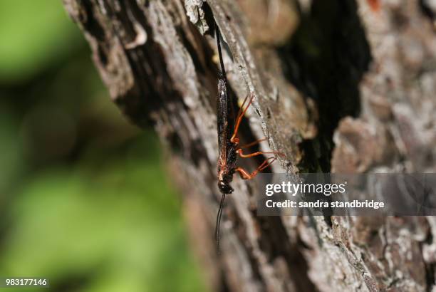 a xeris spectrum perching on a tree in woodland. it is a kind of horntail or wood wasp, that lives in coniferous forests in the uk. - coniferous stock pictures, royalty-free photos & images