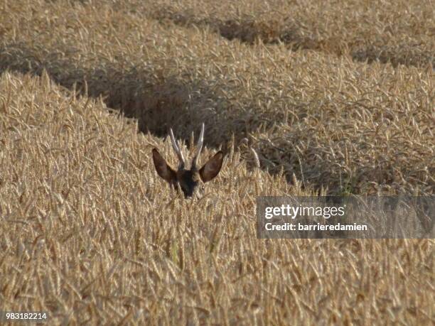 Trouy Photos and Premium High Res Pictures Getty Images