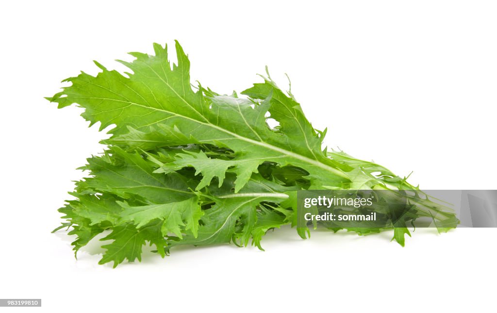 Mizuna lettuce isolated Japanese Mustard, vegetable salad for good health on white background