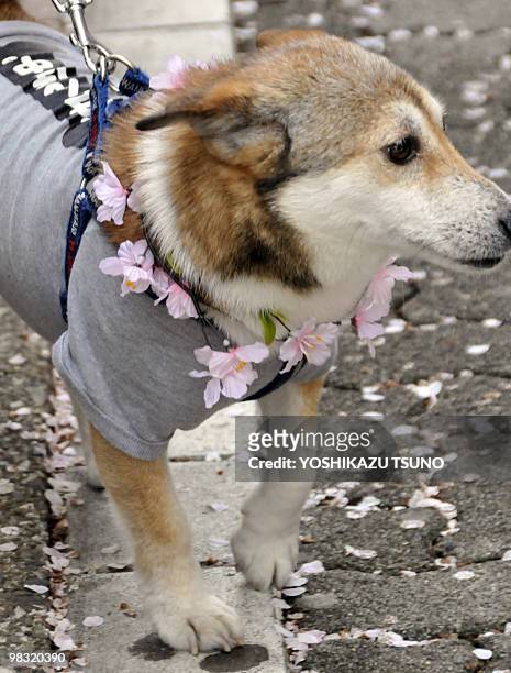 Dog wearing a lei of artificial cherry blossoms walks along a promenade covered with petals from cherry blossoms in Tokyo on April 6, 2010. Viewing...
