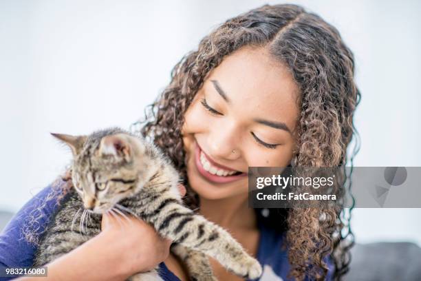 adopted cat - fat cat stock pictures, royalty-free photos & images