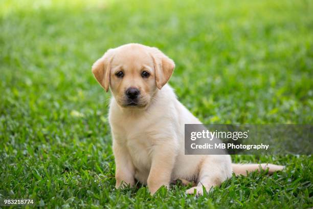 labrador puppy - labrador retriever stockfoto's en -beelden