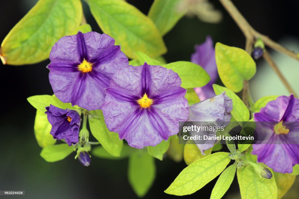 Deep Purple