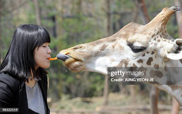 South Korean woman feeds a piece of carrot to a giraffe with her mouth during an event at the Everland amusement park in Yongin, south of Seoul, on...