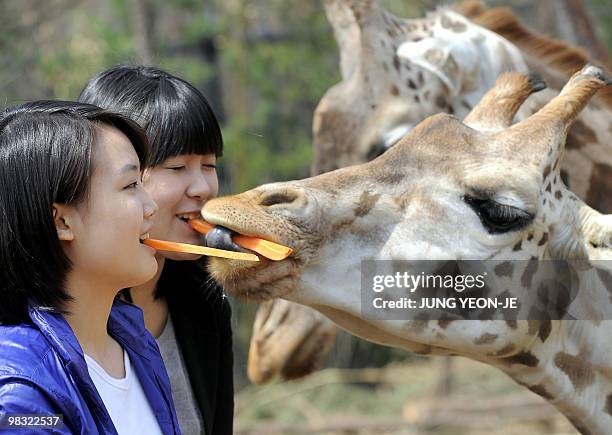South Korean women feed pieces of carrot to giraffes with their mouths during an event at the Everland amusement park in Yongin, south of Seoul, on...