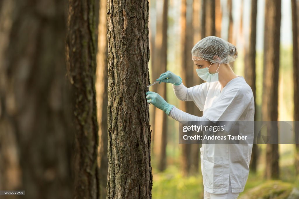 Examine the forest
