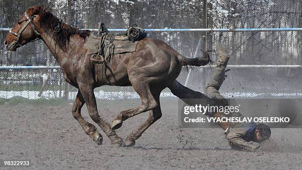 Mounted Kyrgyz man fall off of his horse as he performs a traditional central Asian sport 'Kok-Boru ' in Bishkek on March 21, 2010 during the annual...