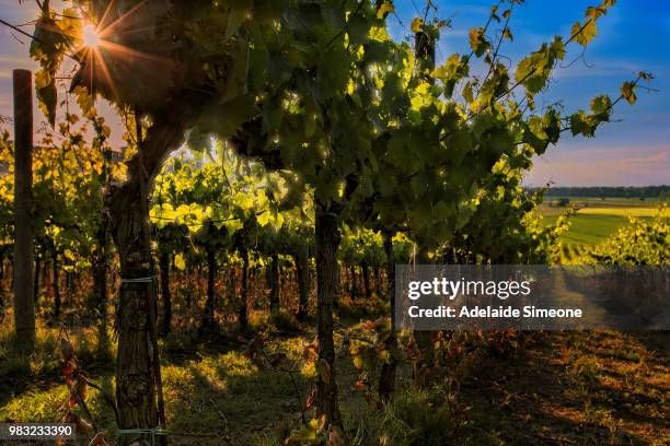controluce - adelaide vineyard stock pictures, royalty-free photos & images