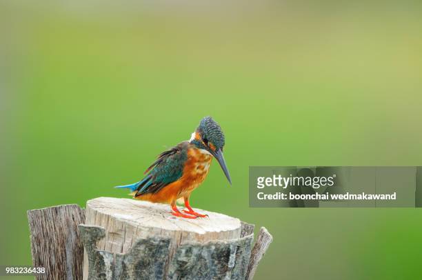 common kingfisher alcedo atthis male birds of thailand - white perch fish stock pictures, royalty-free photos & images