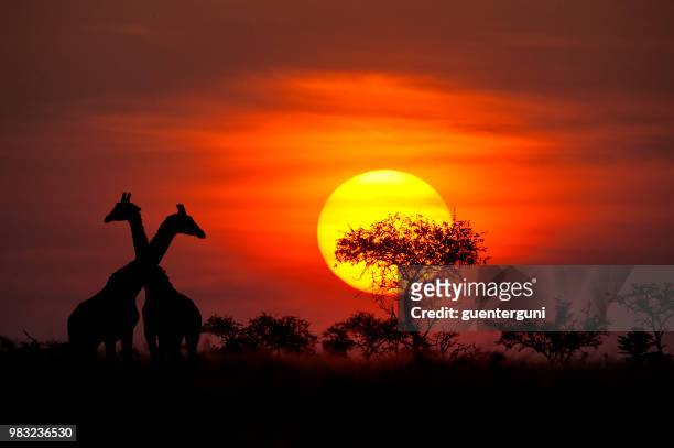 giraffes in front of a perfect african sunset - african elephants sunset stock pictures, royalty-free photos & images