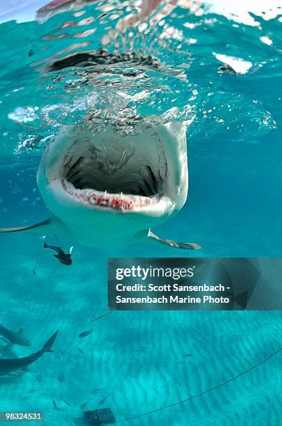 lemon shark jaws - bahama banks bildbanksfoton och bilder