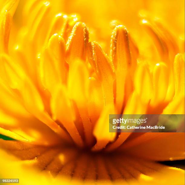 sunshine on a rainy day  - catherine macbride stock pictures, royalty-free photos & images