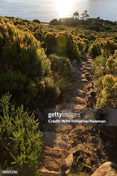 trail on a mountain, cape town, western cape province, south africa - western cape province stock-fotos und bilder