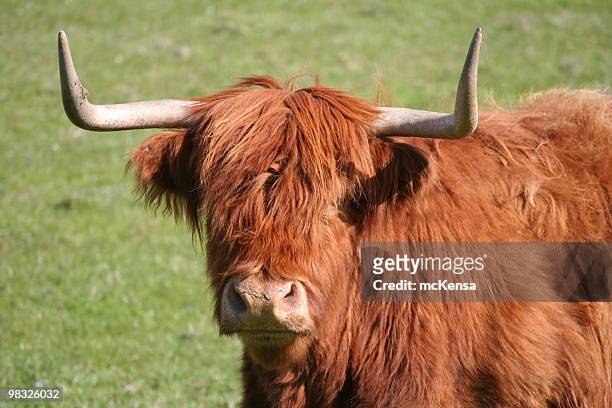 highland cow - highland cattle stock pictures, royalty-free photos & images