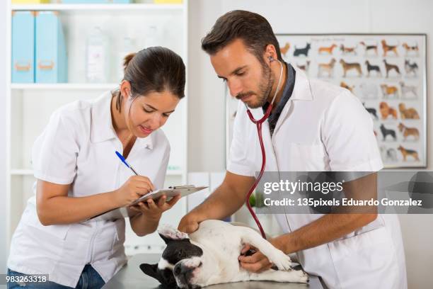 veterinary clinic with a french bulldog - phonendoscope stock pictures, royalty-free photos & images