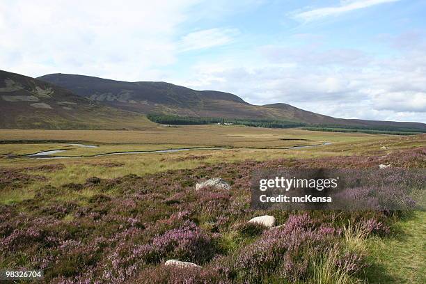 highland heather - heather brooke stock pictures, royalty-free photos & images