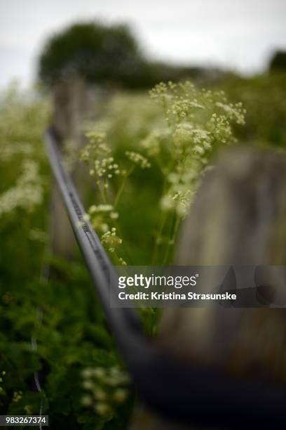 wildflowers by a fence - kristina strasunske ストックフォトと画像