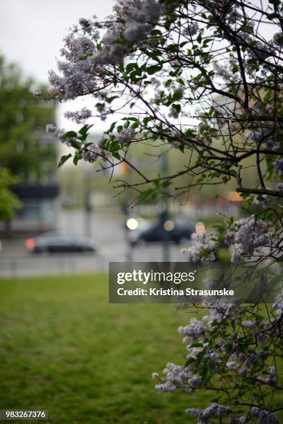 pale pink colored lilac bush by a busy street - kristina strasunske fotografías e imágenes de stock