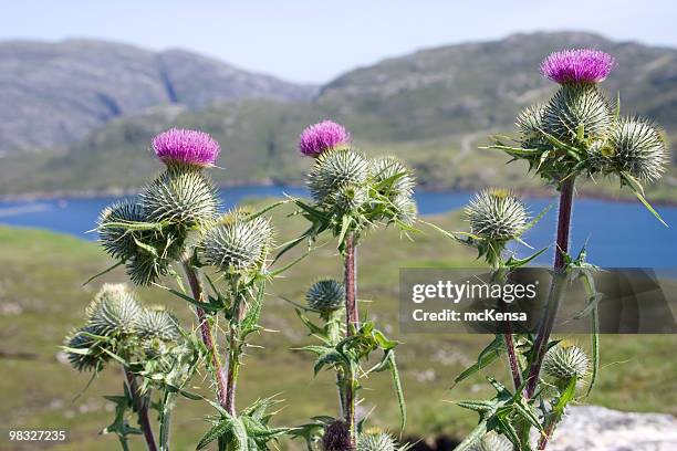 thistles with hills in background - thistle stock pictures, royalty-free photos & images