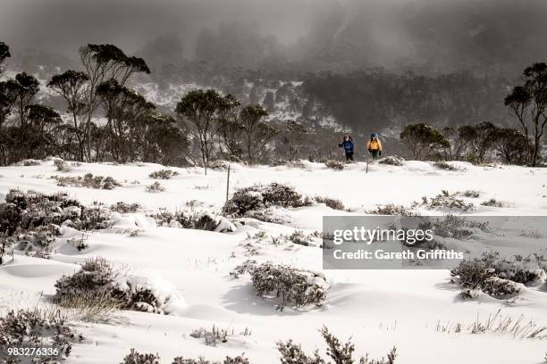 overland track, tasmania - overland track bildbanksfoton och bilder