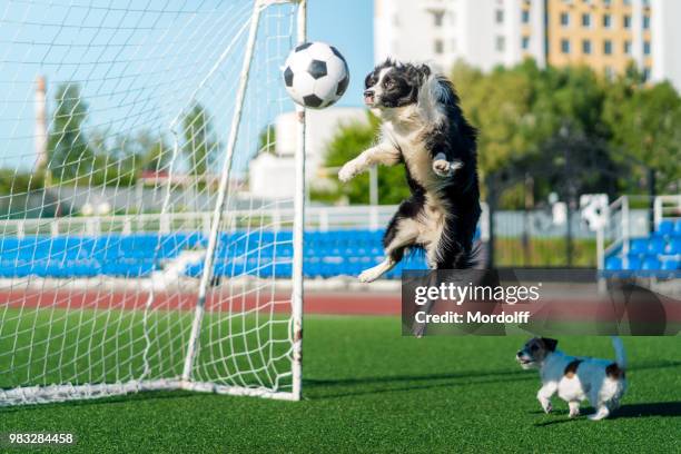 border collie is best football striker - football striker stock pictures, royalty-free photos & images