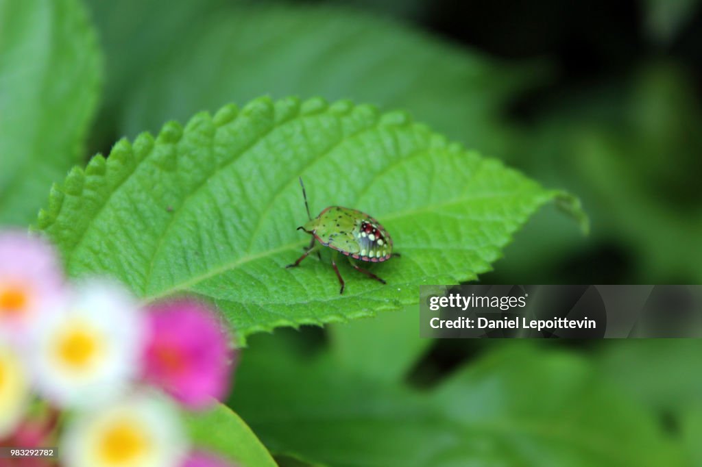 Green Bug