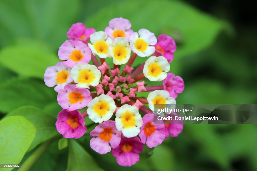White and pink flowers