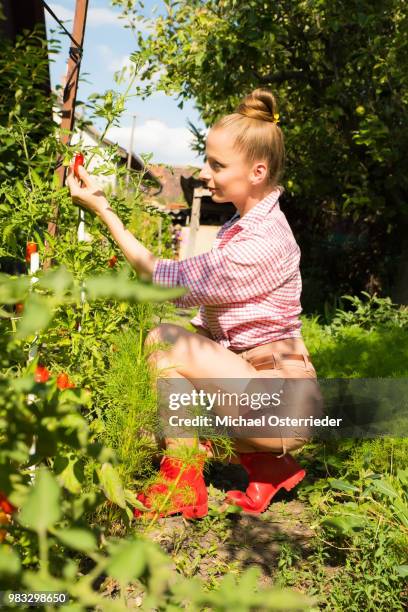 harvesting organic tomatoes in the garden - michael virtue stock pictures, royalty-free photos & images
