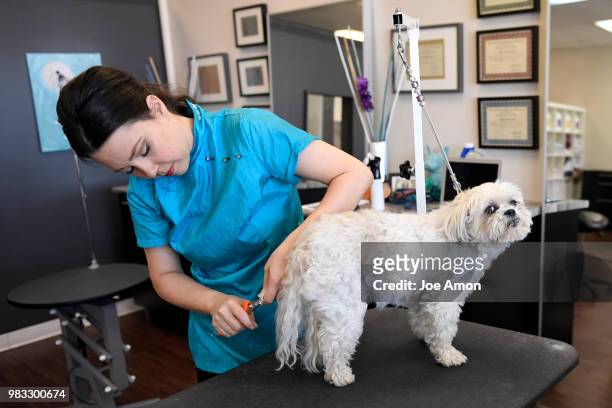 Christie Henriksen, "master groomer" starting with a manicure as she grooms Keeper, a Bichon Frise/Shih tzu Mix owned by Pauletta Kruger at her...