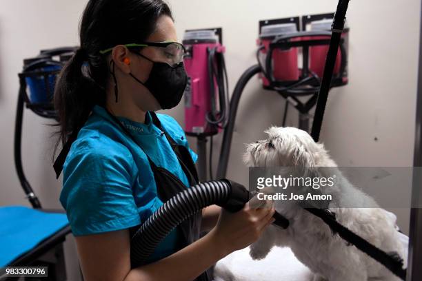 Christie Henriksen, "master groomer" in the drying room as she grooms Keeper, a Bichon Frise/Shih tzu Mix owned by Pauletta Kruger at her salon,...