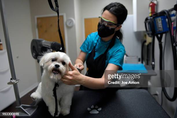 Christie Henriksen, "master groomer" working in the drying room as she grooms Keeper, a Bichon Frise/Shih tzu Mix owned by Pauletta Kruger at her...